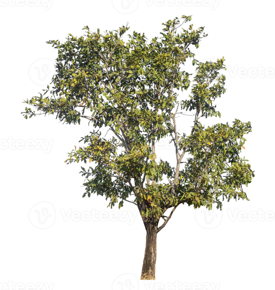 tree isolated on transparent background with clipping path and alpha channel. png