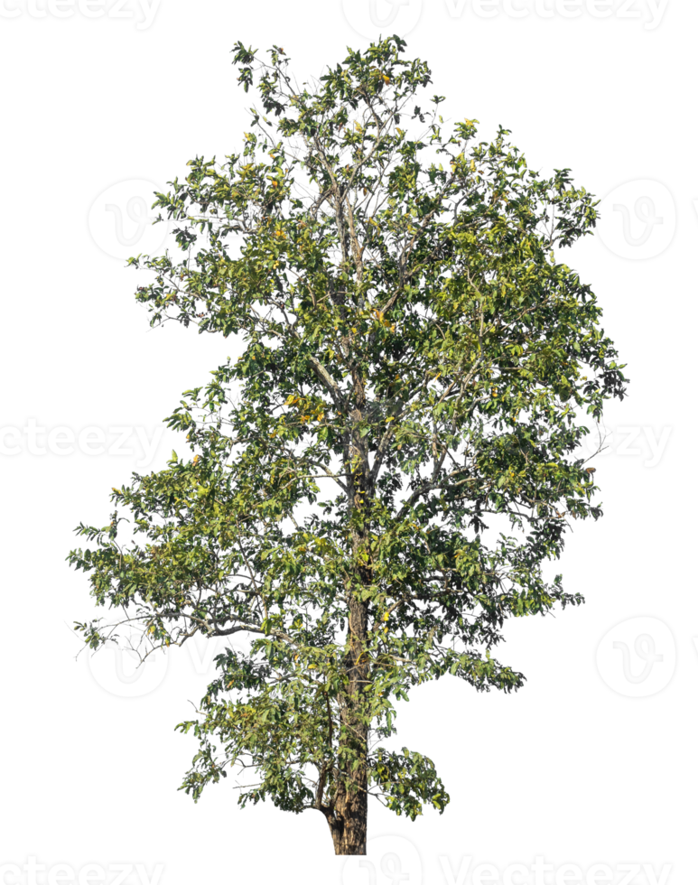 green tree isolated on transparent background with clipping path and alpha channel. png