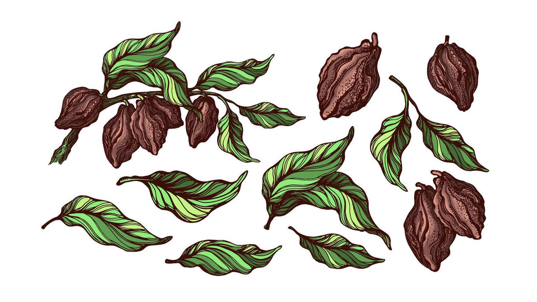 Cocoa color set. Tropical fruit vector