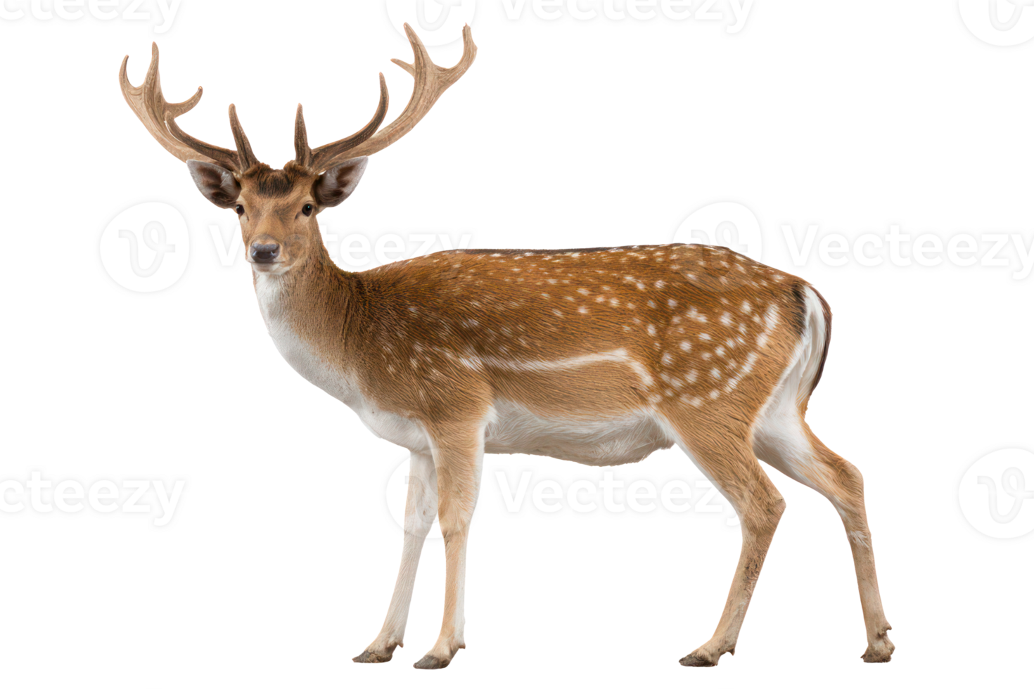 Majestic fallow deer buck with antlers isolated transparent background wildlife photography png