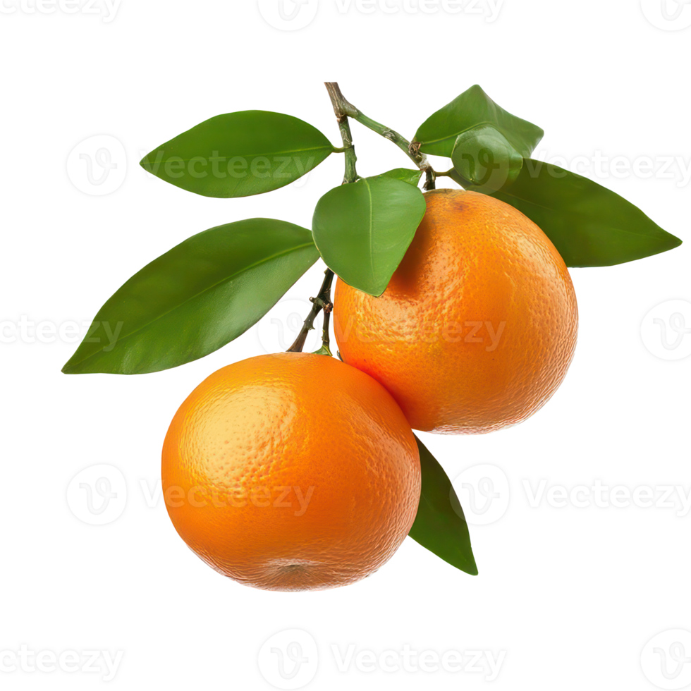 Fresh Ripe Oranges on Branch with Lush Green Leaves Juicy Citrus Fruit Healthy Vitamin C png