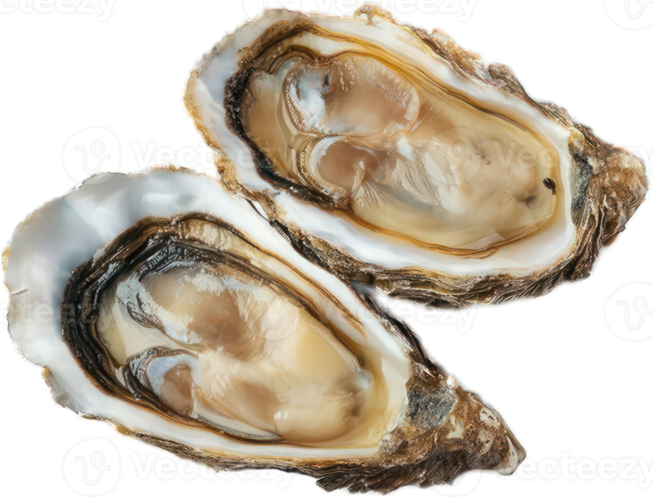 Fresh raw oysters transparent background close up of two opened oysters ready to eat png