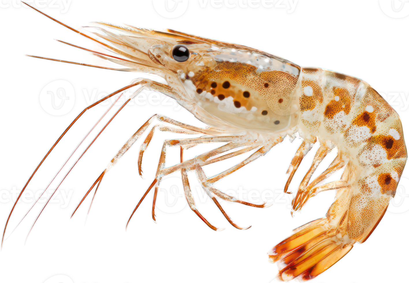 Close up of a Raw Whiteleg Shrimp Detailed View of Aquatic Crustacean Seafood png