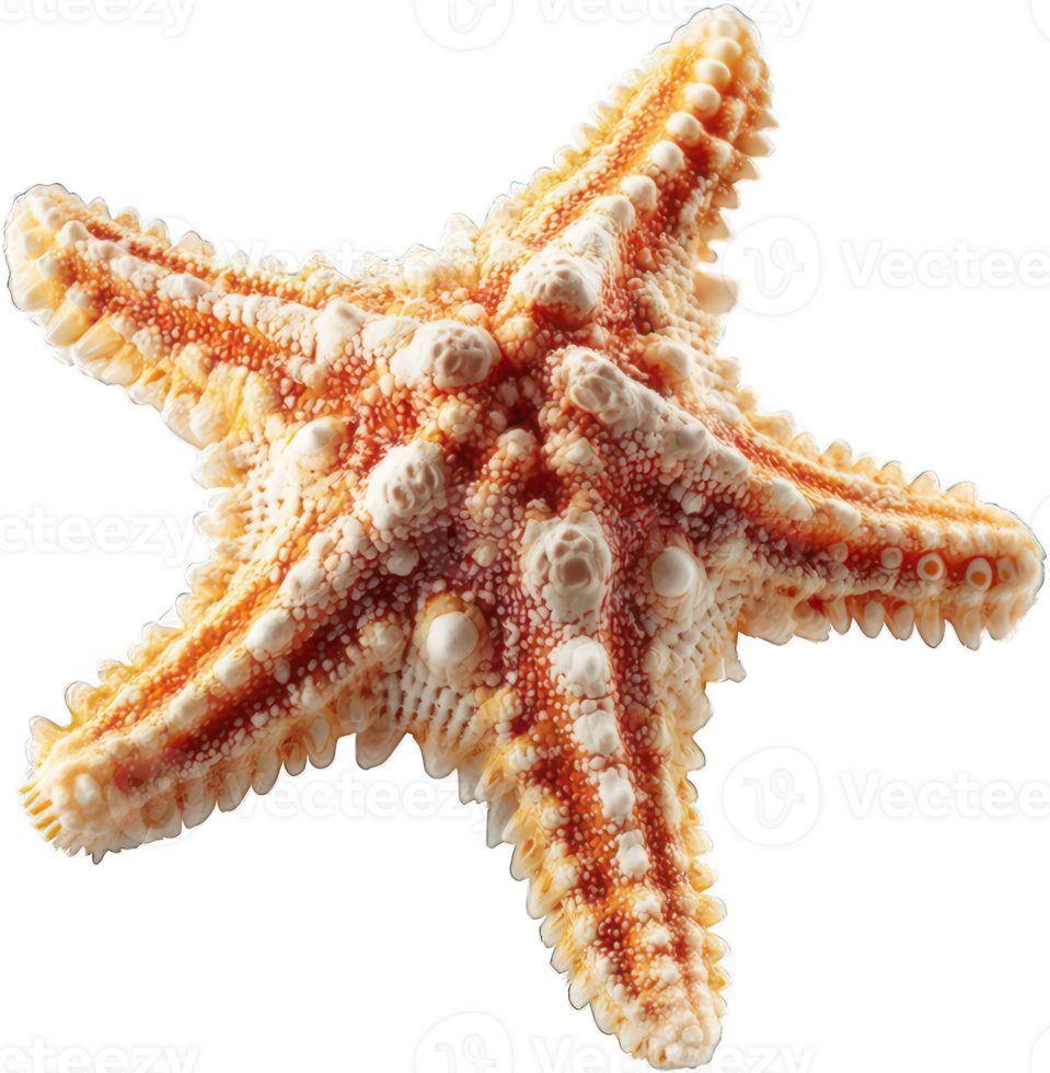 Detailed Close up of a Five Armed Orange Starfish Isolated Seashell Ocean Wildlife Marine Life png
