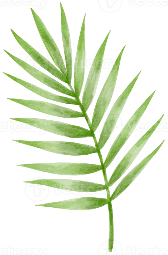 Green tropical palm leaf png