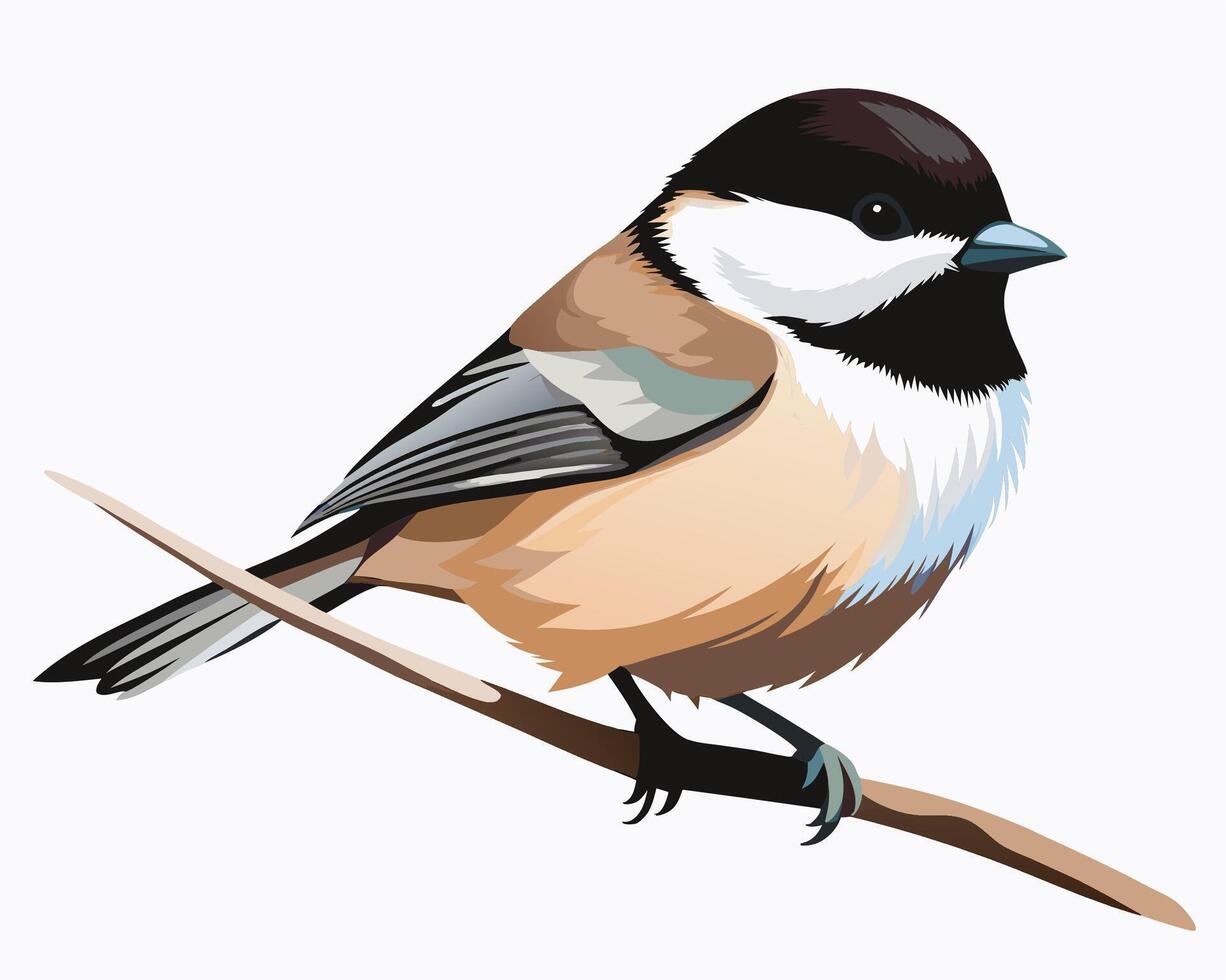 a delicate watercolor of a black capped chickadee vector