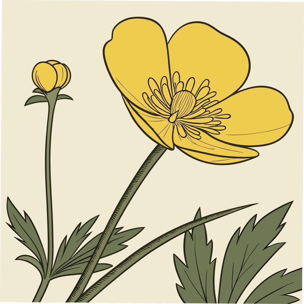 Bright Yellow Buttercup with Smooth Rounded Petals vector
