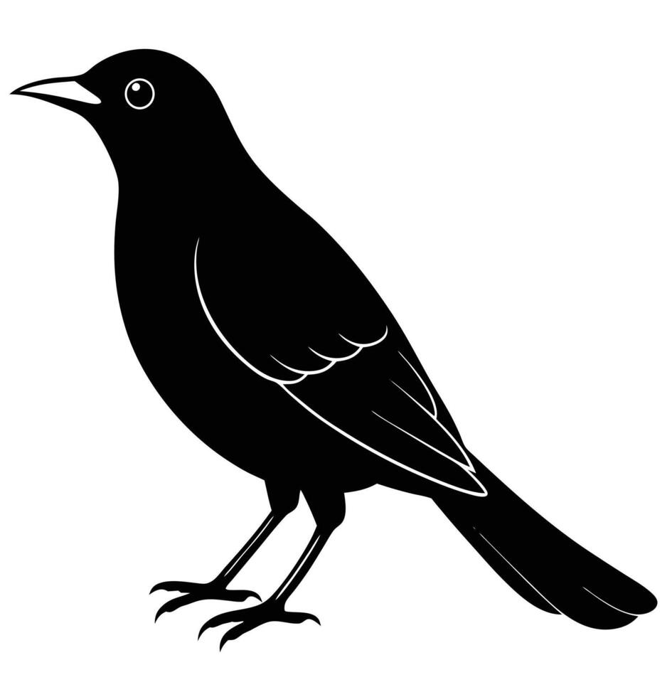 a blackbird perched head cocked vector
