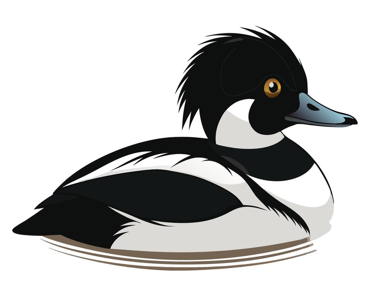 a bufflehead duck with its distinctive black and white feathers vector