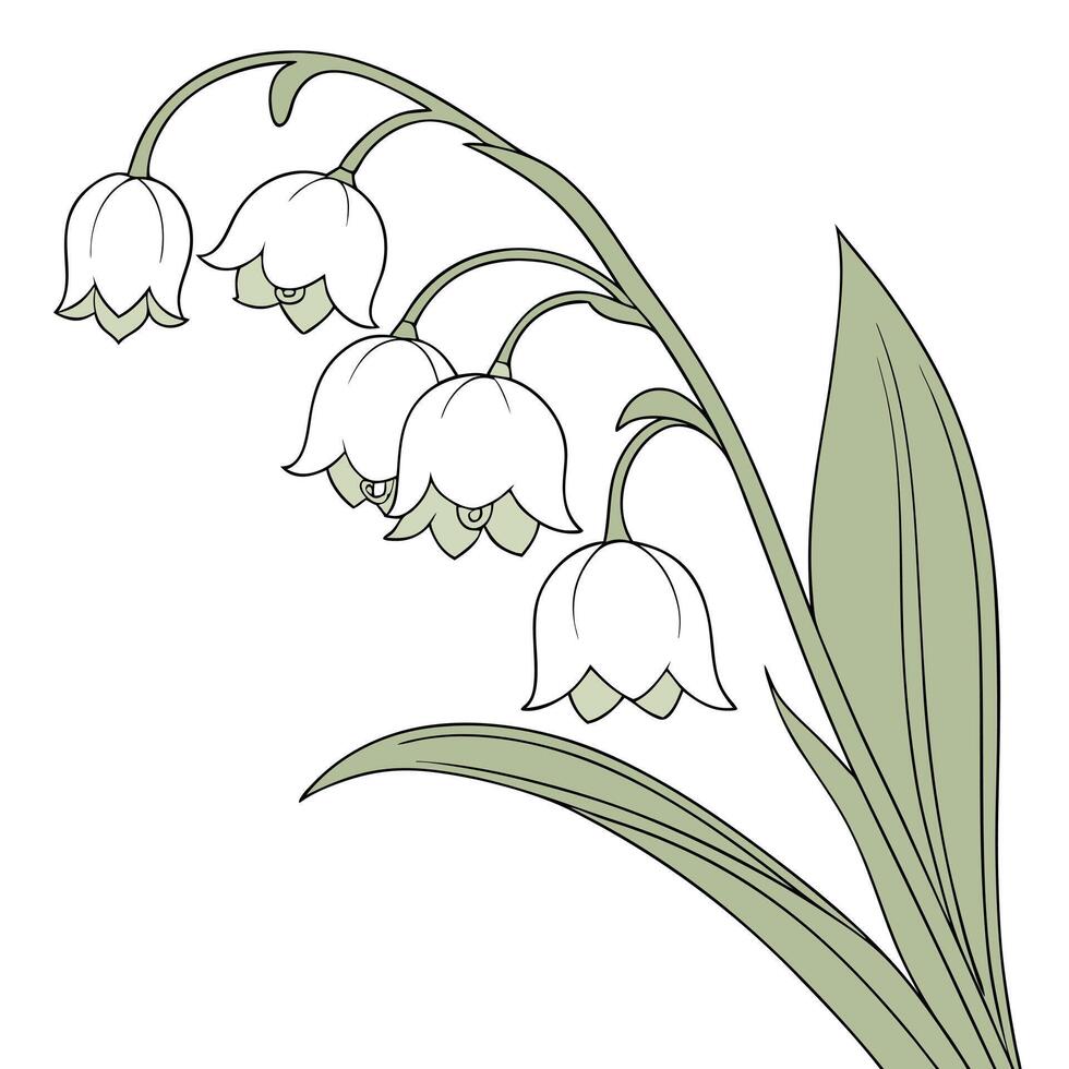 Delicate White Lily of the Valley with Thin Graceful Petals vector
