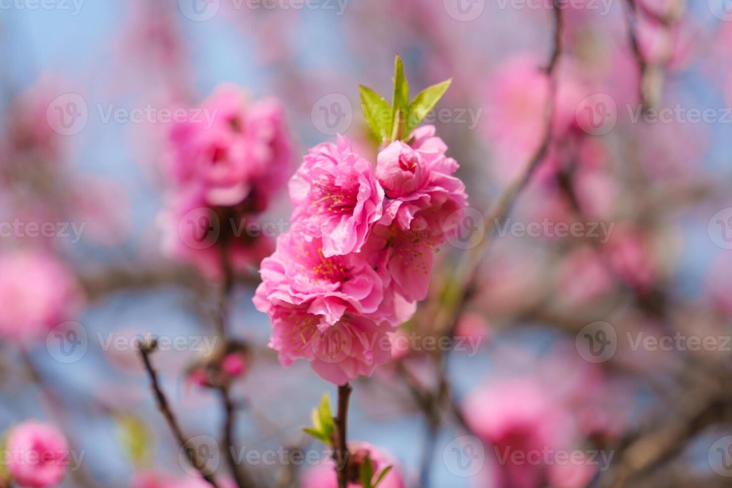 Pink color Cherry blossom sakura during spring photo