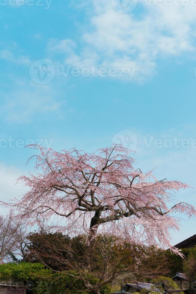 Cherry blossom Shidarezakura sakura during spring photo