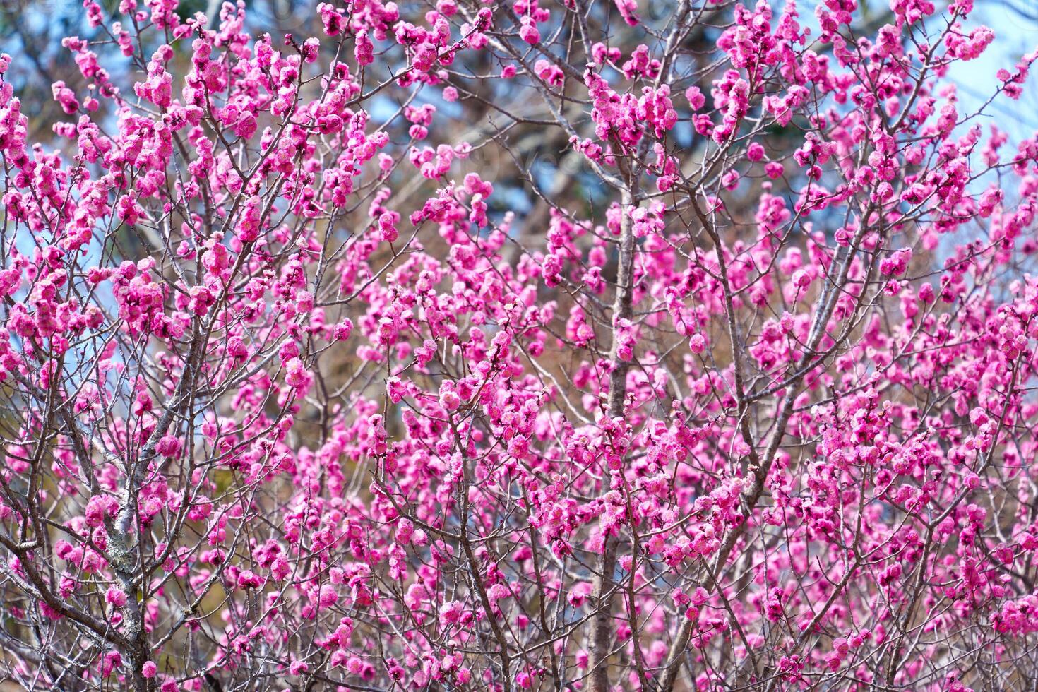 Pink Cherry blossom sakura during spring in Japan photo