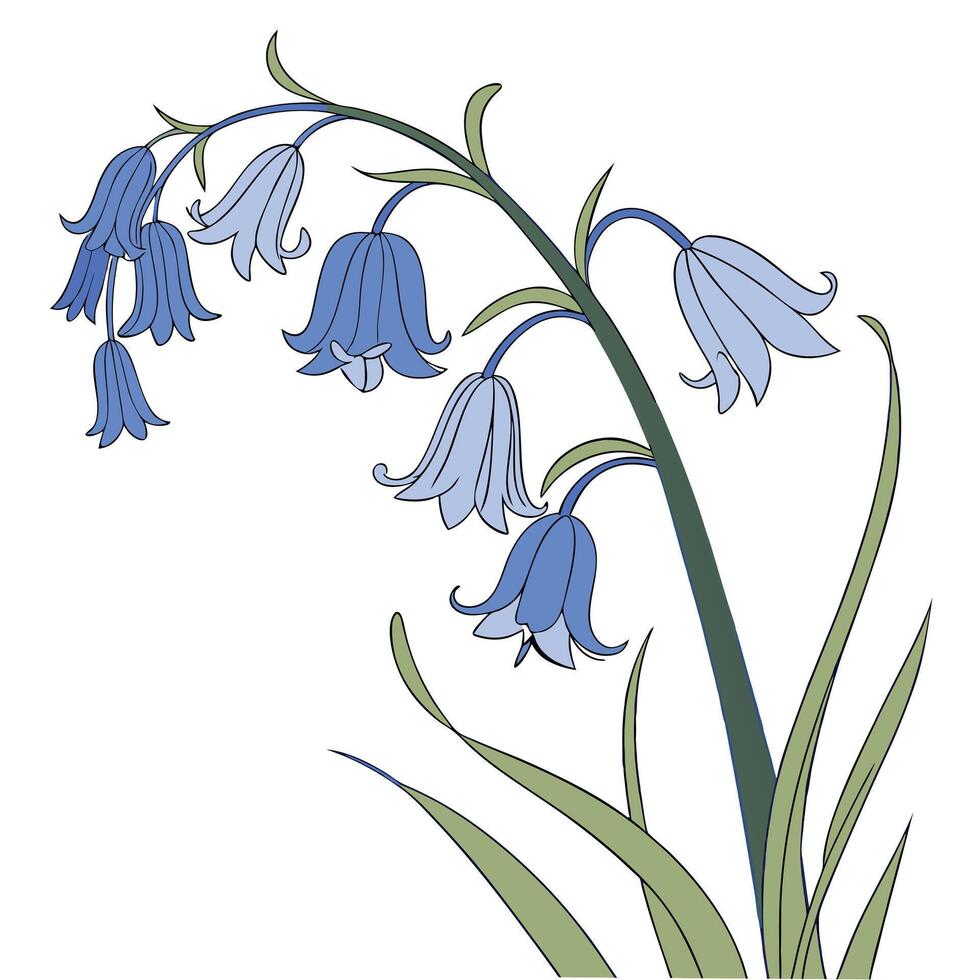 Bright Bluebell Flower with Soft Bell Shaped Petals vector