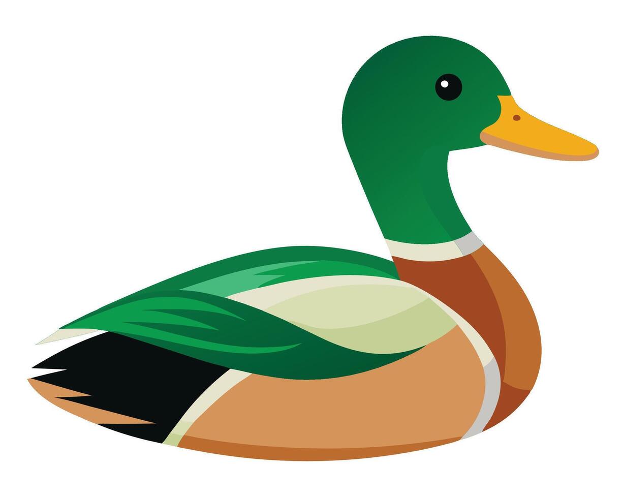 a realistic watercolor of a mallard duck with its green head and brown body vector