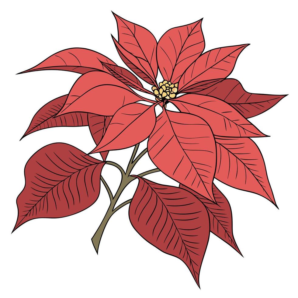 Brilliant Red Poinsettia with Finely Textured Petals vector