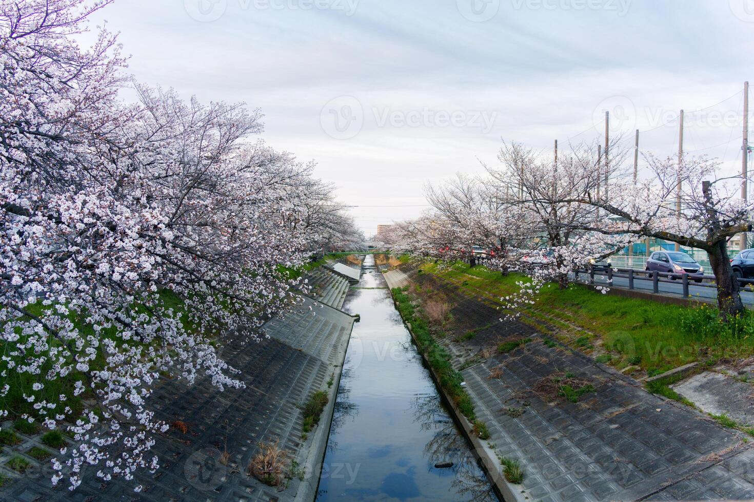 Full bloom cherry blossom or sakura blooming along canal during springtime in the evening photo