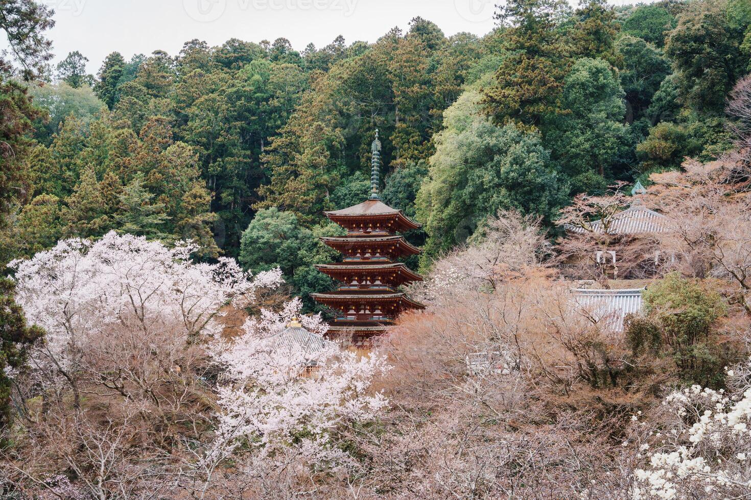 Wooden pagoda among cherry blossom blooming during springtime at Hasedera temple photo