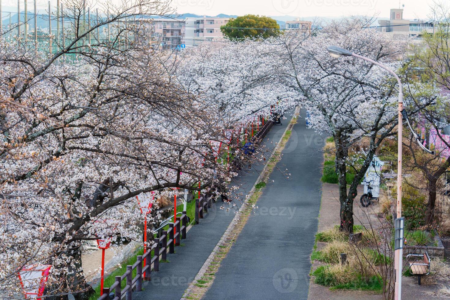 Beautiful pathway along riverside under cherry blossom and traditional lantern during springtime in Japan photo