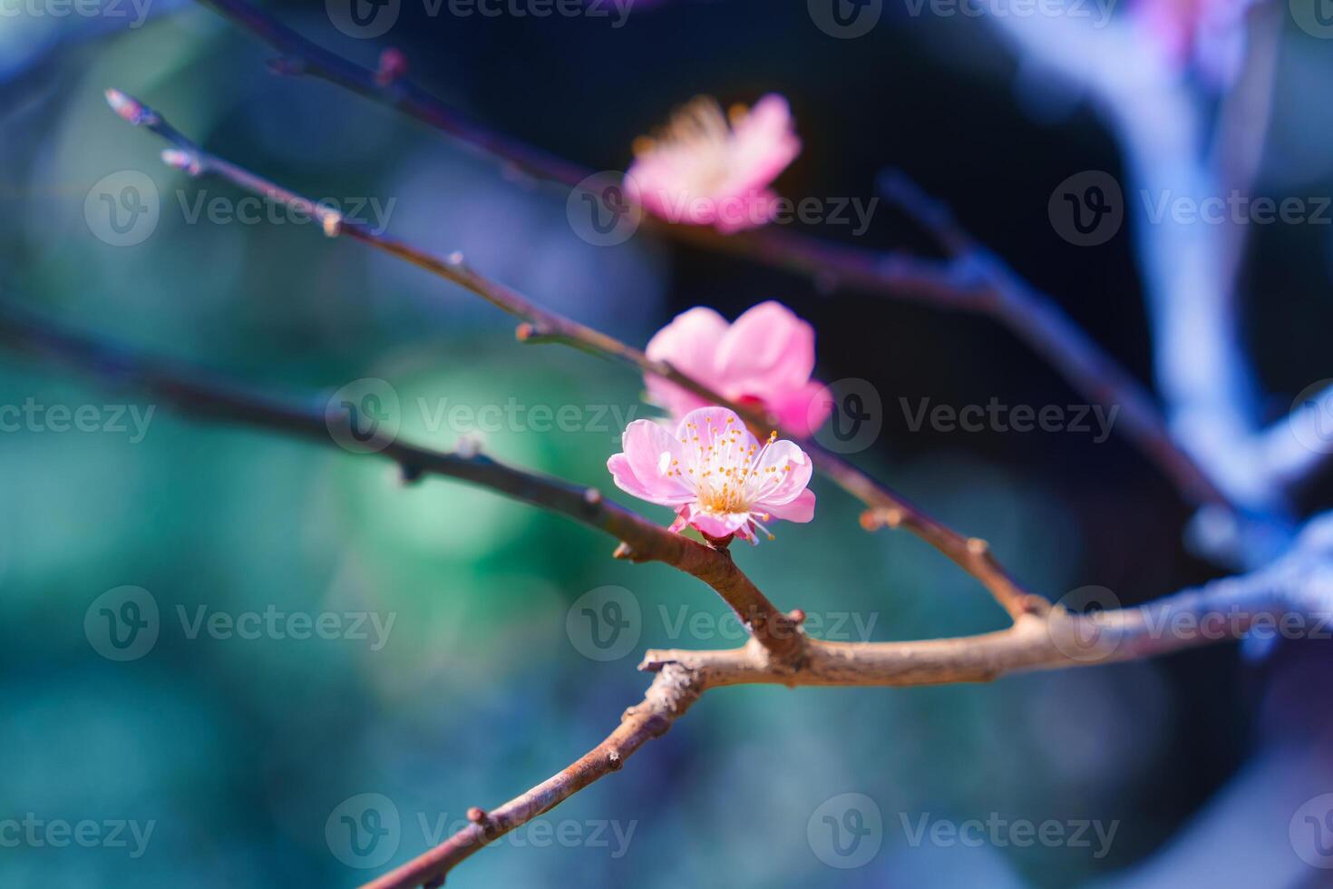 Closeup Cherry blossom sakura during spring in Japan photo