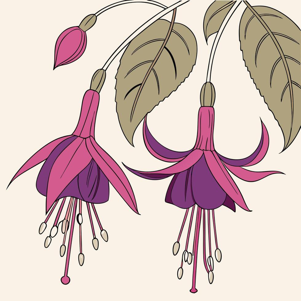 Beautiful Purple Fuchsia with Hanging Petals vector