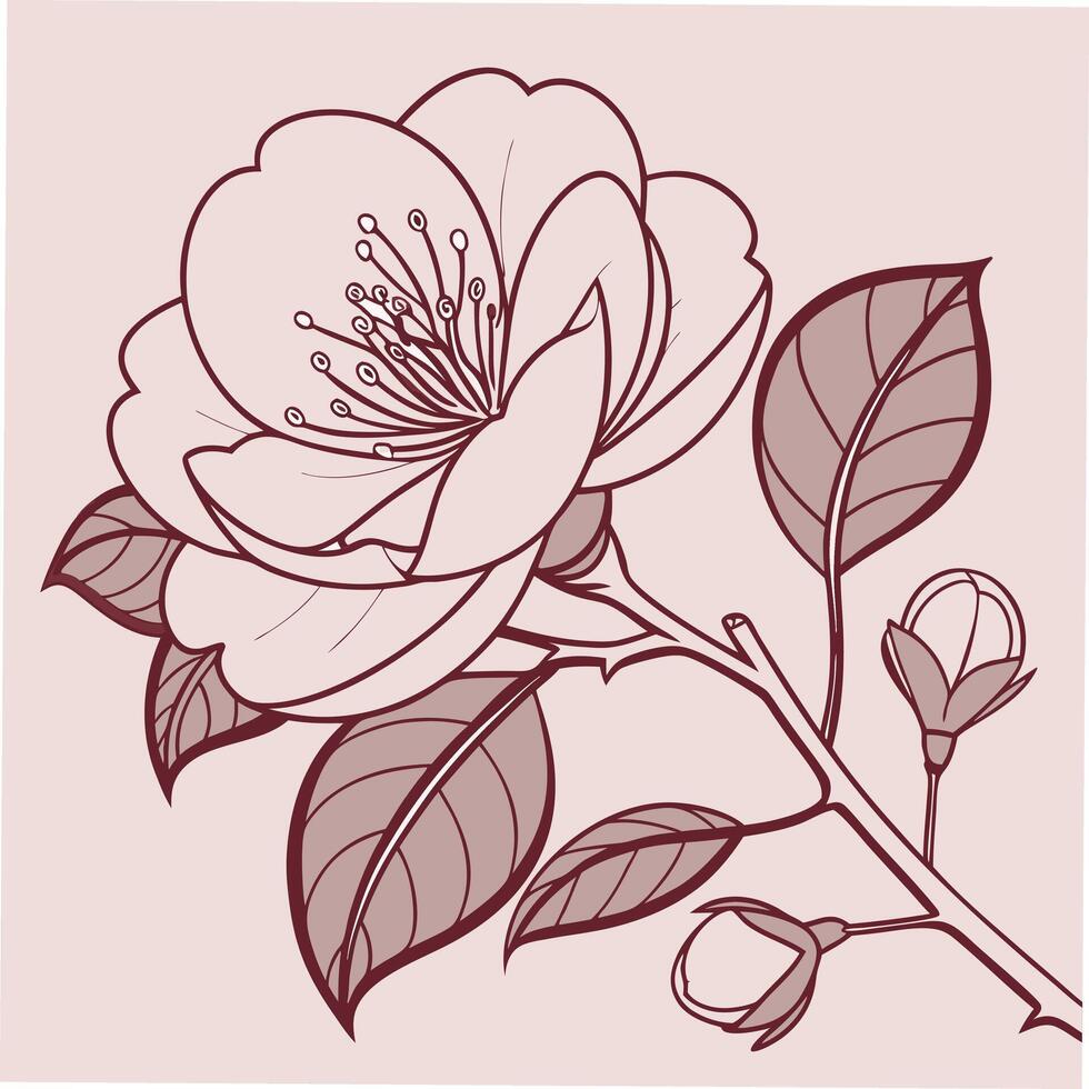 Delicate Pale Pink Camellia with Rounded Overlapping Petals vector