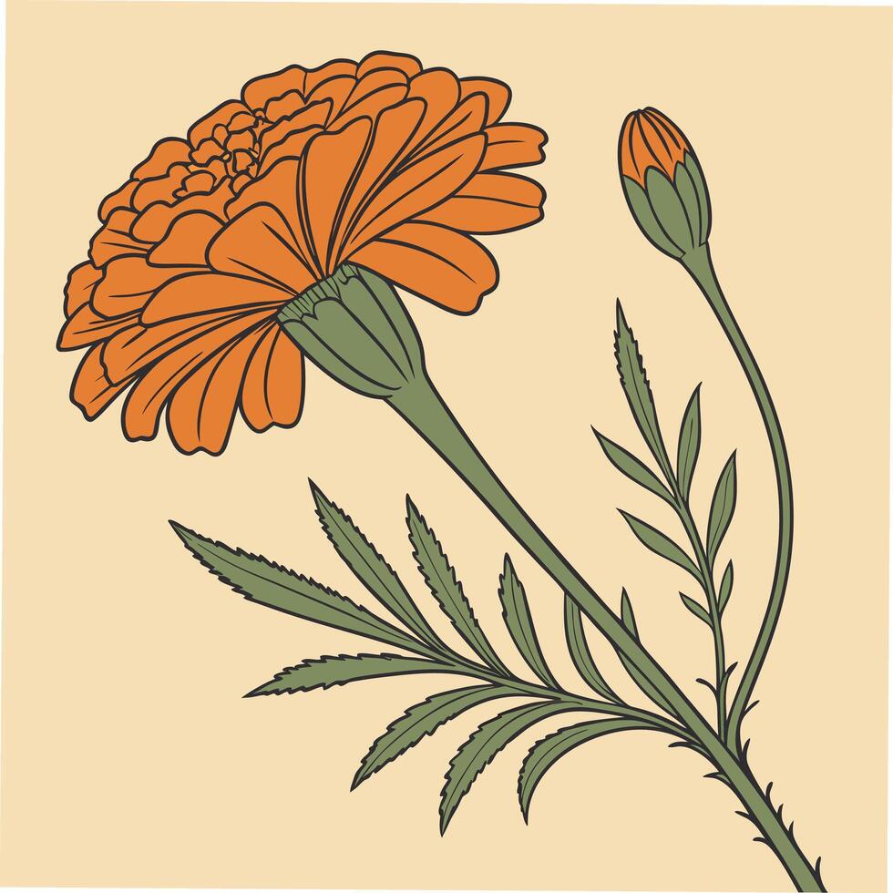Delicate Orange Marigold with Round Thin Petals vector
