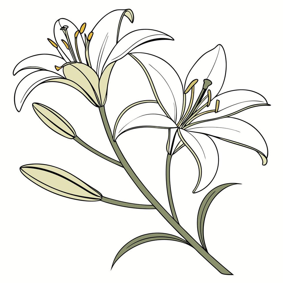 Vibrant White Lily with Long Pointed Petals vector