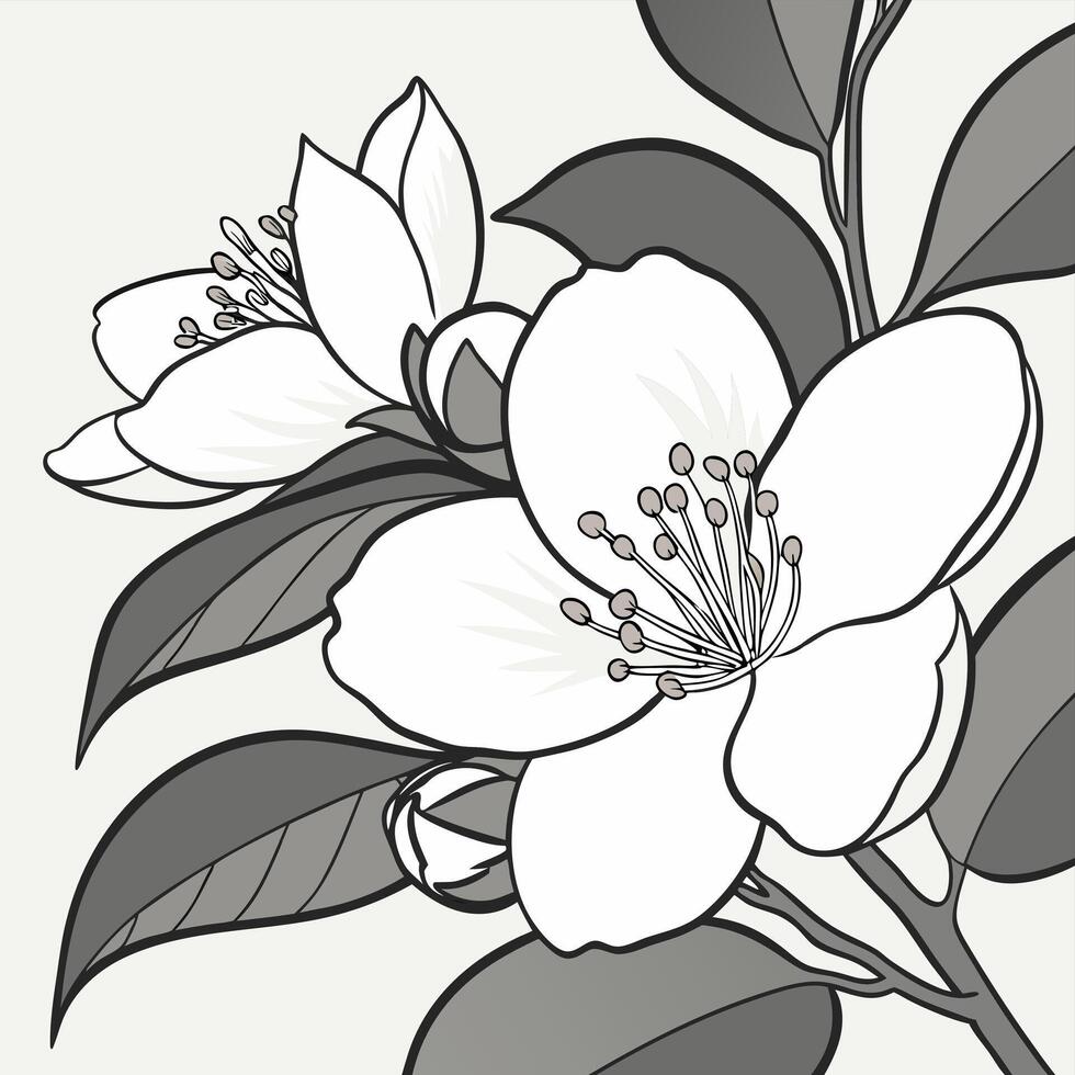 Fresh White Camellia with Rounded Velvety Petals vector