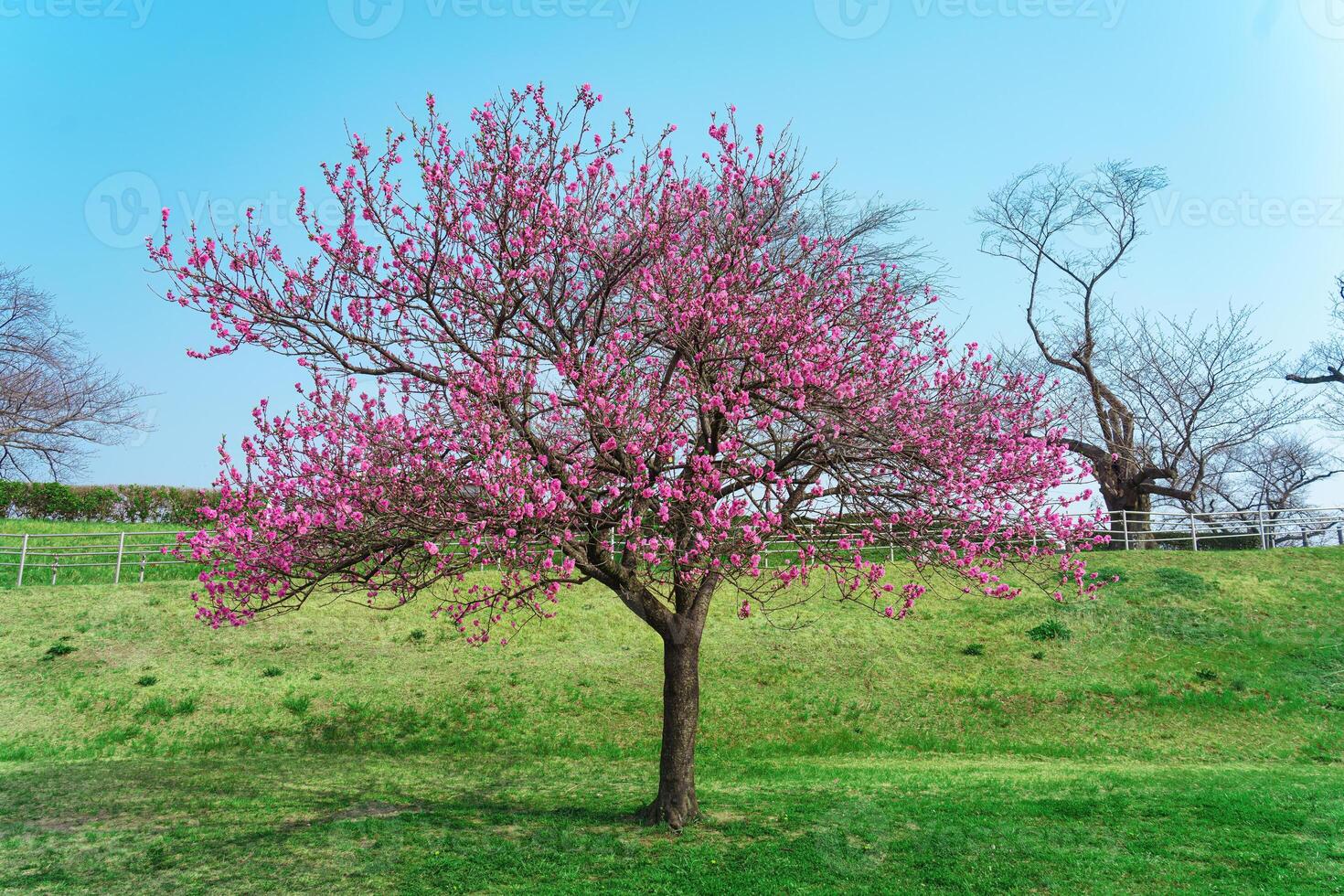 Vivid pink cherry blossom in green field under clear blue sky photo