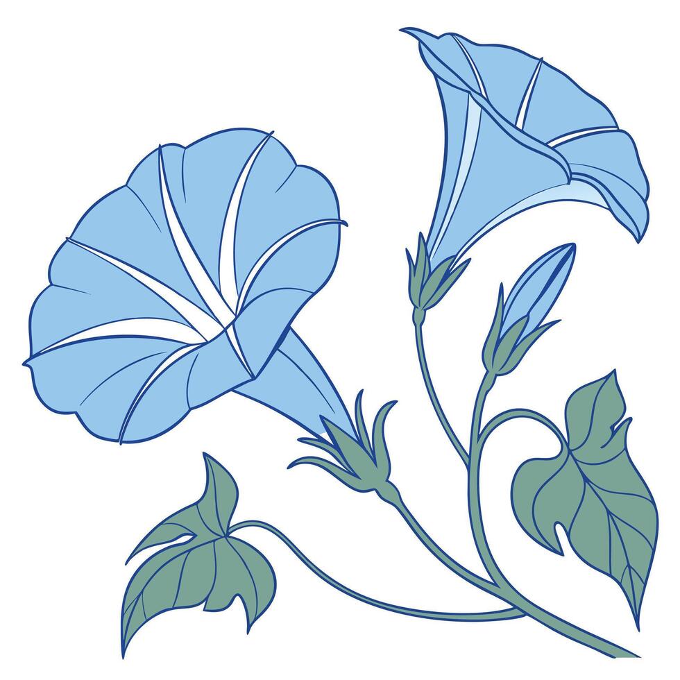 Bright Blue Morning Glory with Soft Delicate Petals vector