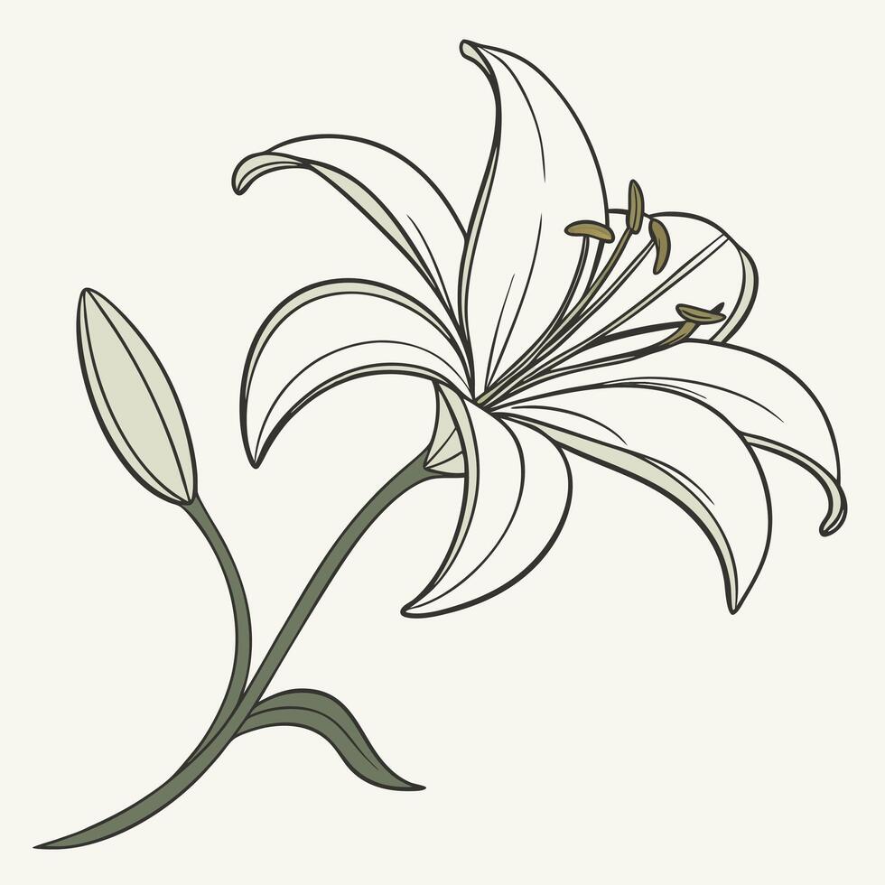 Beautiful White Lily with Narrow Elegant Petals vector
