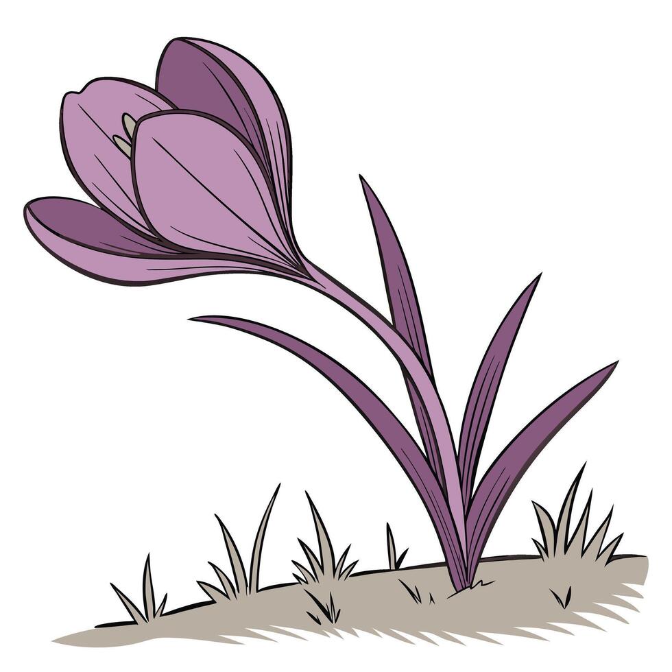 Blooming Purple Tulip with Smooth Rounded Petals vector