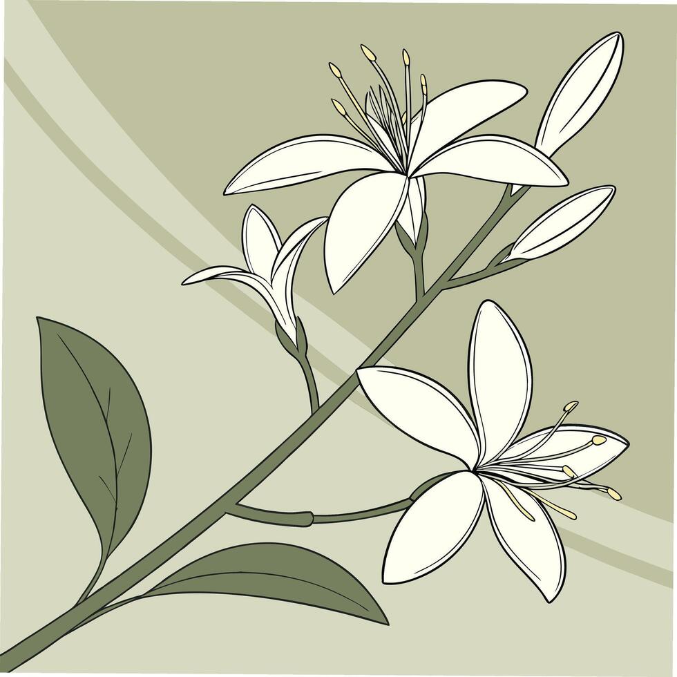 Delicate White Jasmine with Thin Pointed Petals vector