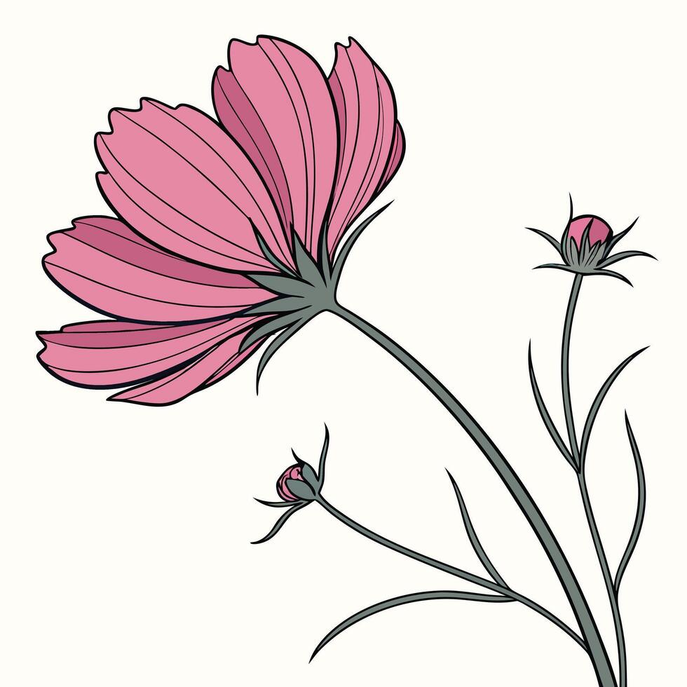 Single Bright Pink Cosmos with Sharp Petal Edges vector
