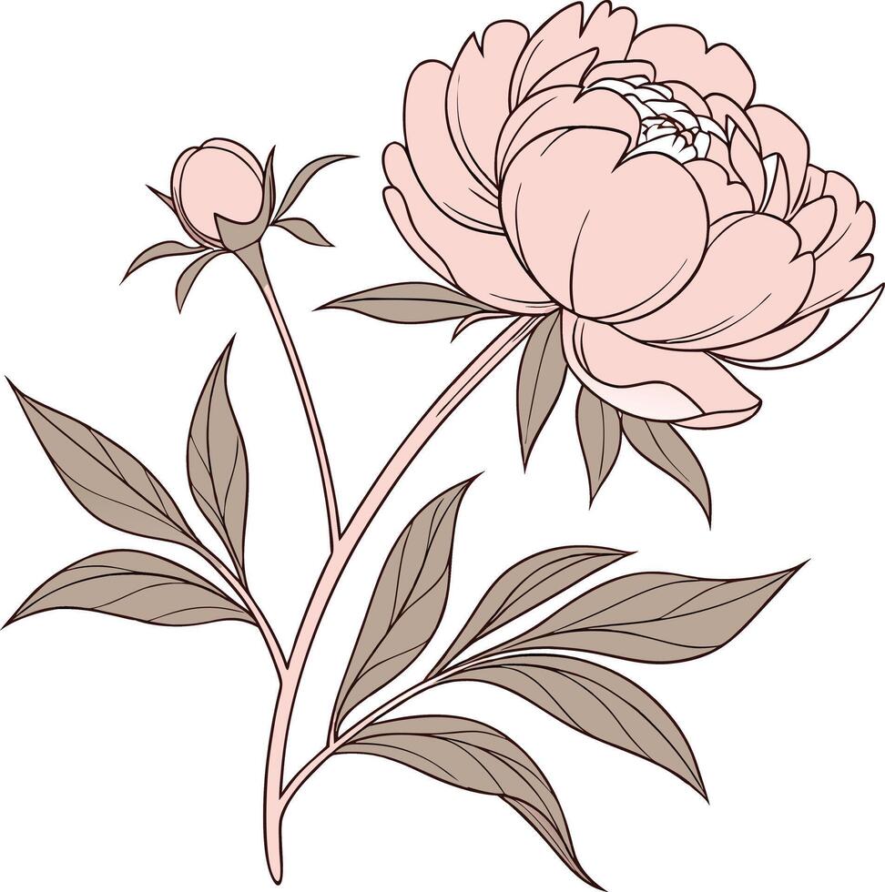 Soft Pink Peony with Full Rounded Petals vector