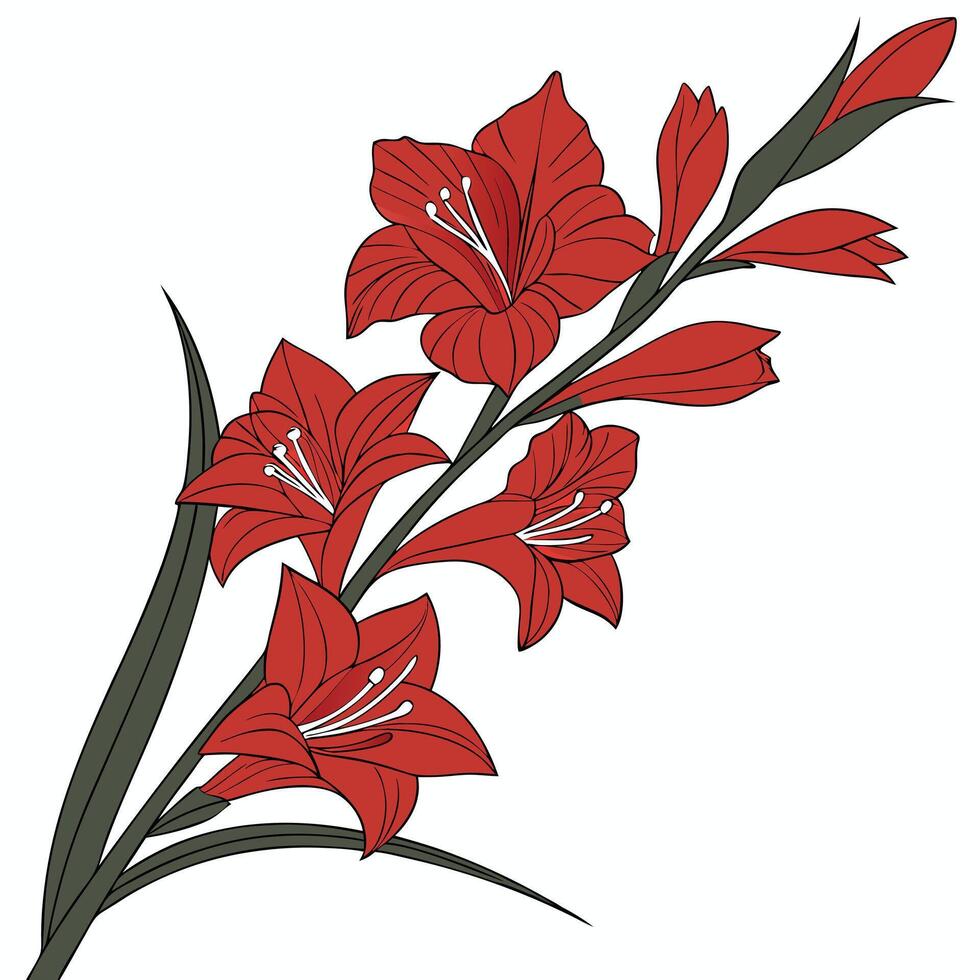 Vivid Red Gladiolus with Layered Sleek Petals vector