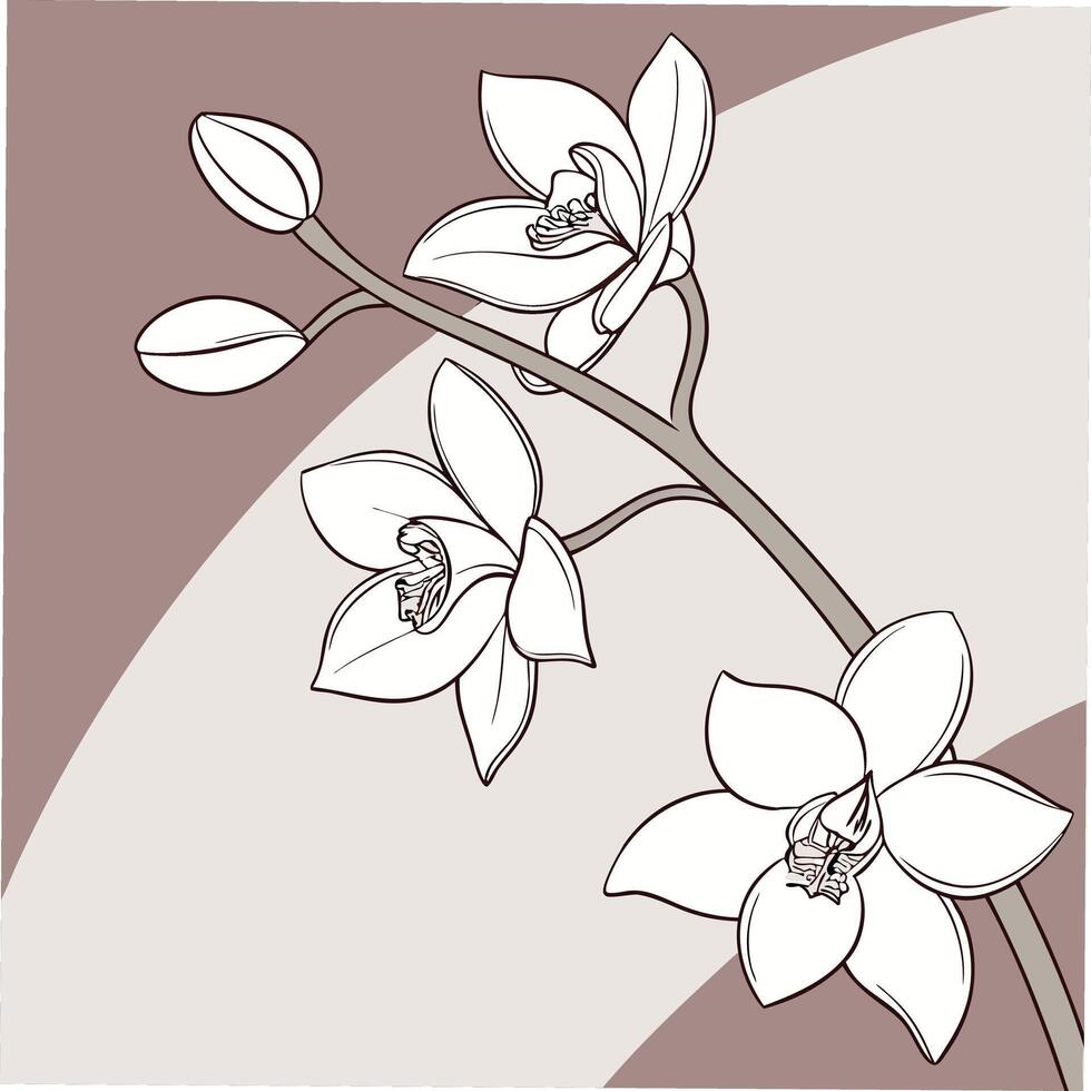 Delicate White Orchid with Soft Flowing Petals vector