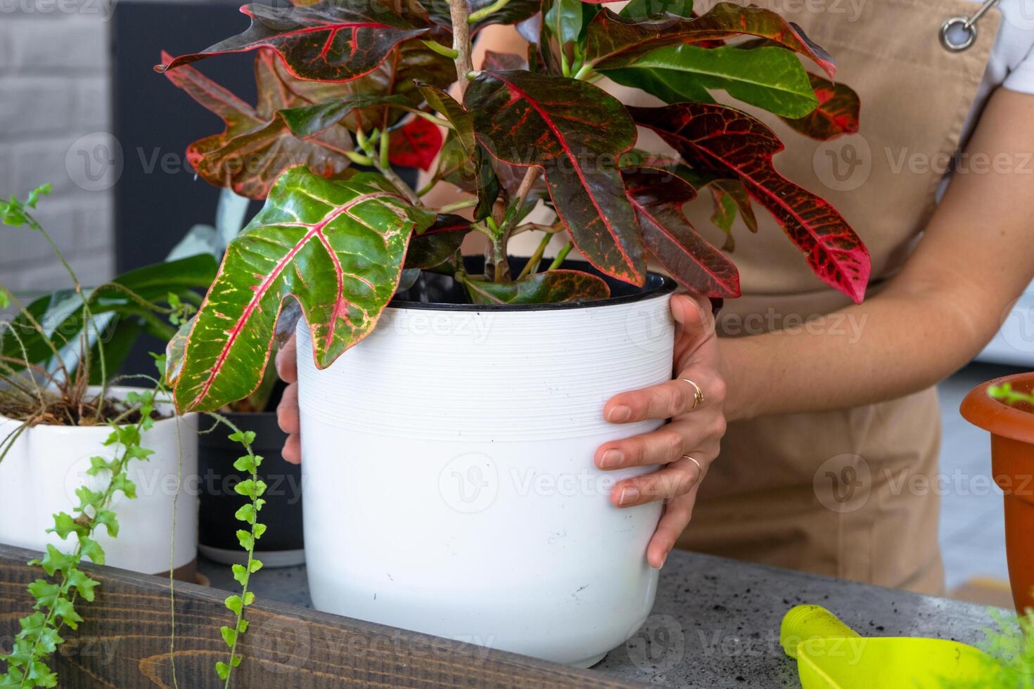 A woman is holding a plant in a white pot photo