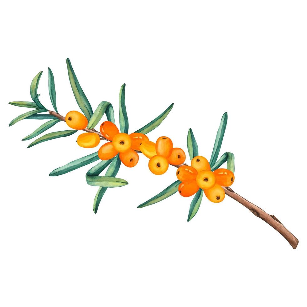 Watercolor Illustration of Sea buckthorn berries branch. Fresh ripe berries with leaves isolated on a white background. Botanical illustration Buckthorn berries vector