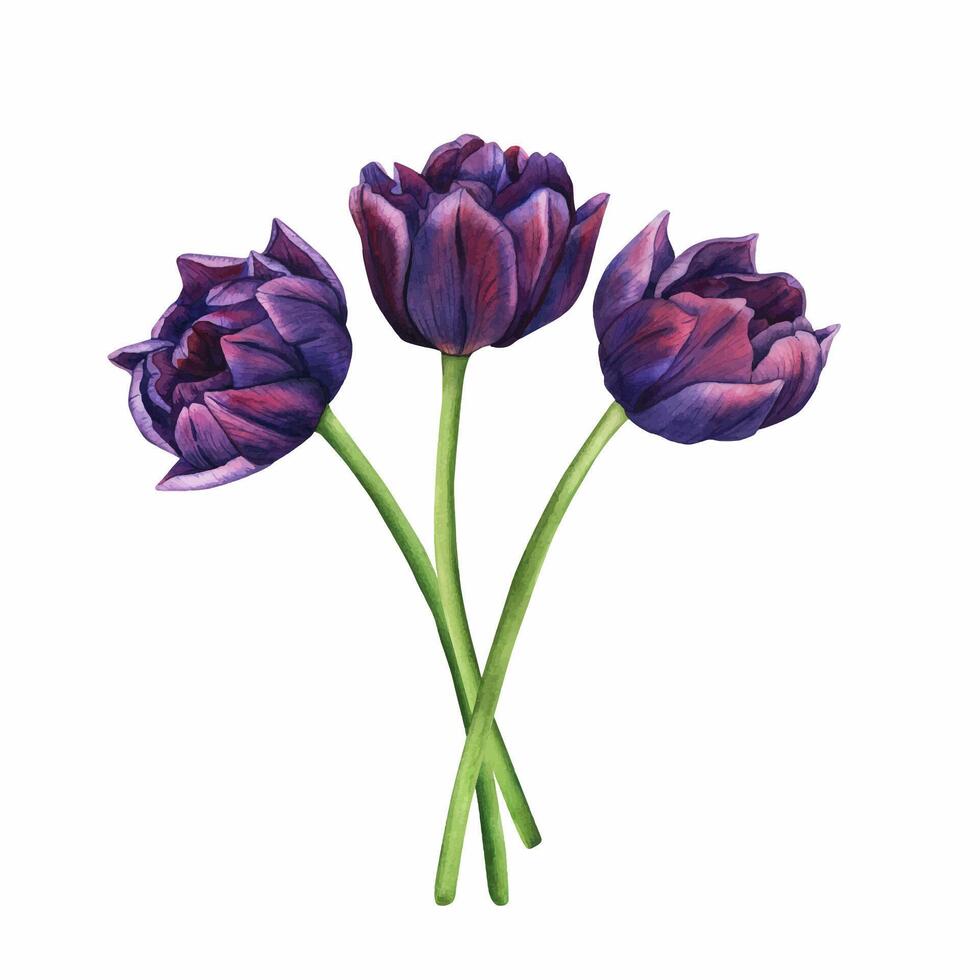 Watercolor purple tulip. Spring bouquet of violet flowers illustration isolated on white background. Floral clip art for your design. Drawing for logo, stickers, invitation, print, card vector