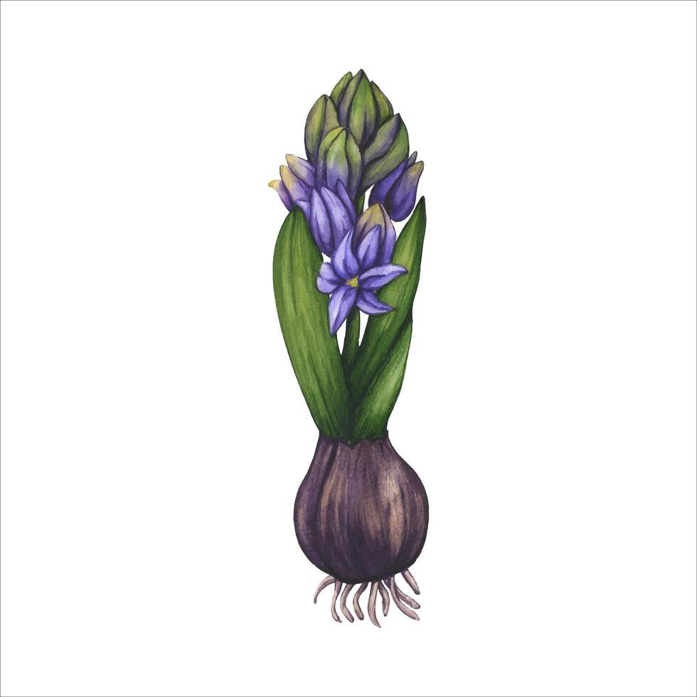 Blue hyacinth. Watercolor illustration Spring first flower isolated. Hyacinth violet blossom grows from a bulb on transparent background. Floral design for wedding invitation, and card vector