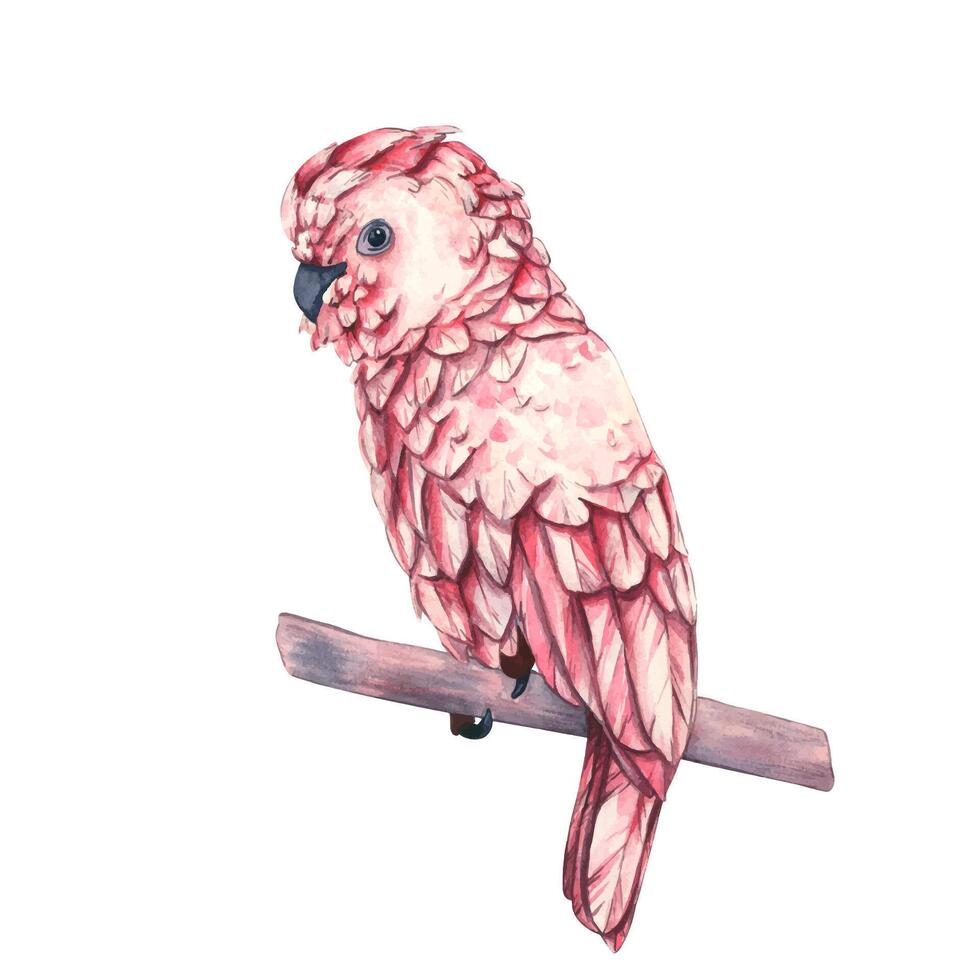 Watercolor illustration of parrot. Pink cockatoo on a branch. Tropical bird with detailed drawn feathers on a white background. Template for fabric and decor vector