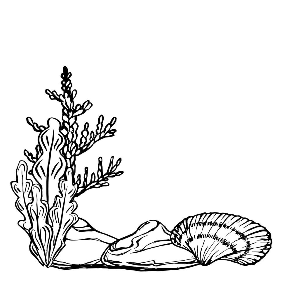 Seabed landscape with Seashells and Seaweed. Underwater design template drawing in line art style. Hand drawn illustration of undersea, algae, corals, seashells painted by black ink. Marine art vector