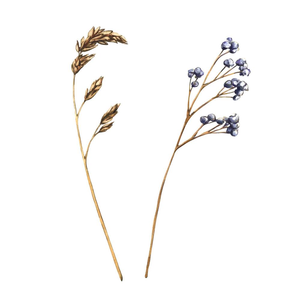 Dry meadow grass isolated. Watercolor floral illustration branches and leaves, natural field elements. Abstract dry plants, flowers, herbs vector