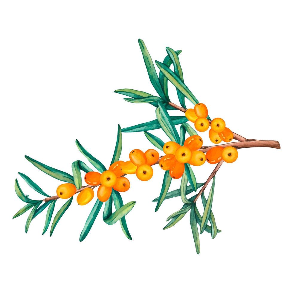 Watercolor Illustration of Sea buckthorn berries branch. Fresh ripe berries with leaves. Botanical illustration Branch with Buckthorn berries vector