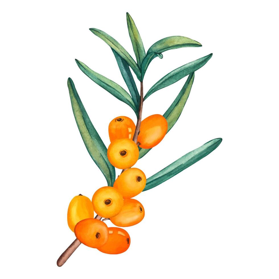 Watercolor Illustration of Sea buckthorn berries branch. Fresh ripe berries with leaves isolated. Botanical illustration Branch with Buckthorn berries vector