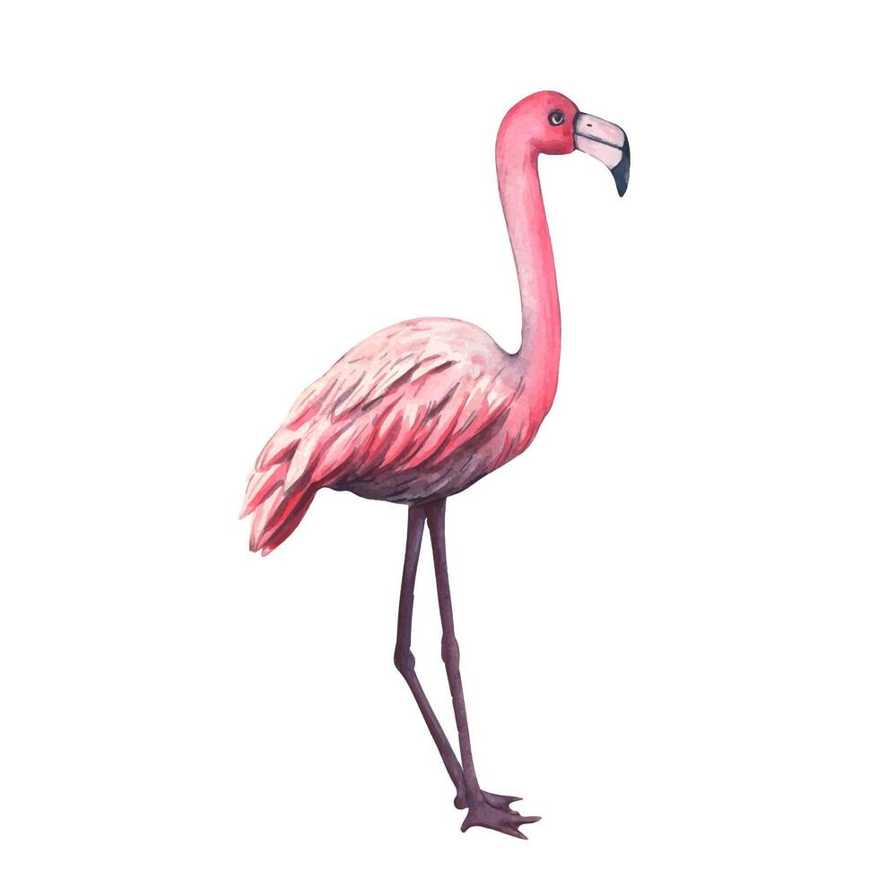 Watercolor pink flamingo. Hand drawn illustration of pink tropical bird. Beautiful Exotic wildlife bird on White Background. Template for invitation, card, cosmetic package vector