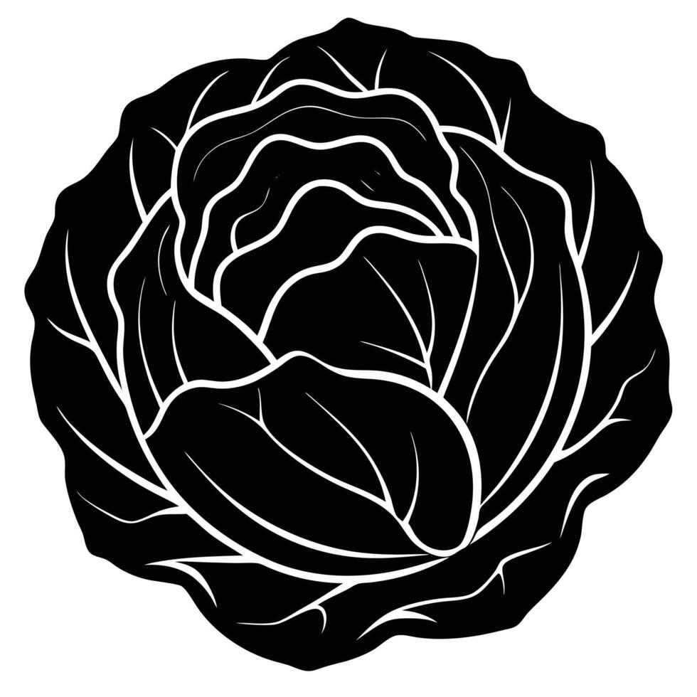 a round head of cabbage with tightly wrapped leaves vector