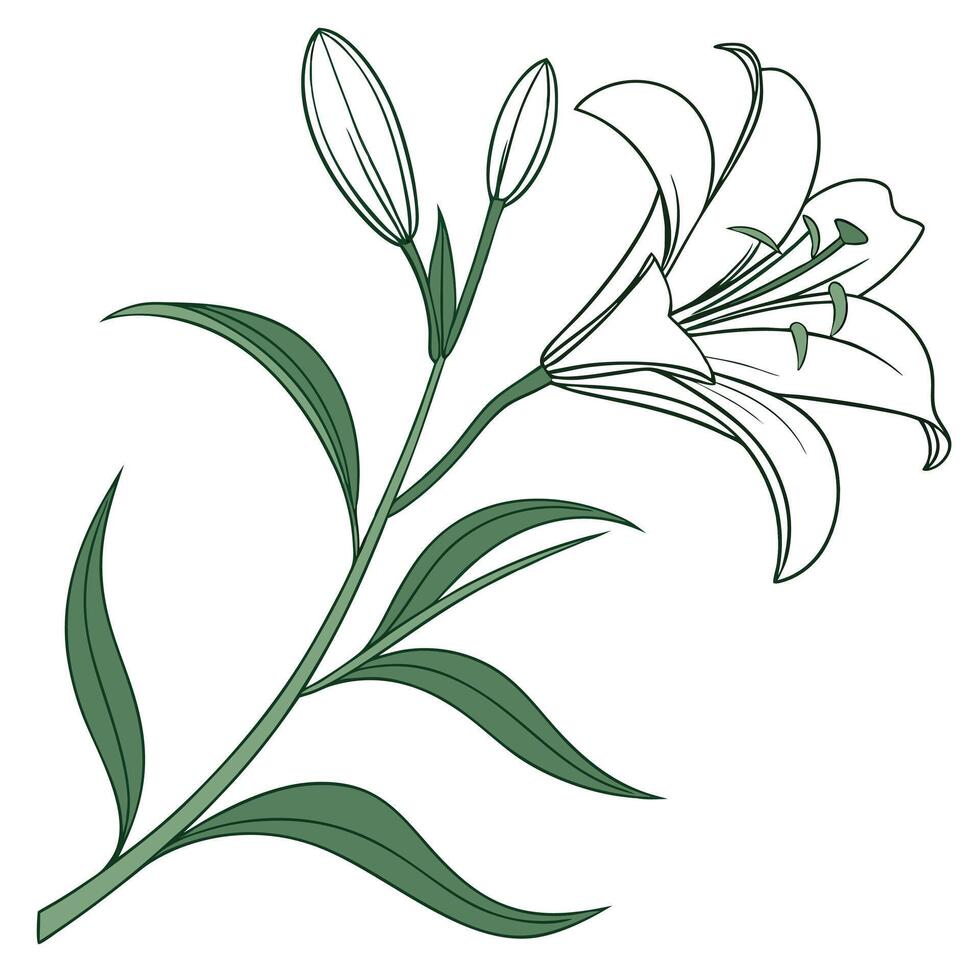 Fresh Green and White Lily with Long Thin Petals vector